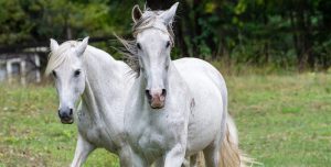 horse boarding