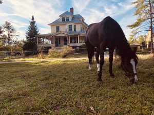 About Windcroft Stables