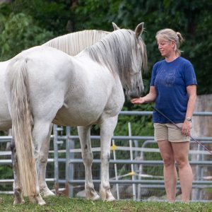 Windcroft Stables