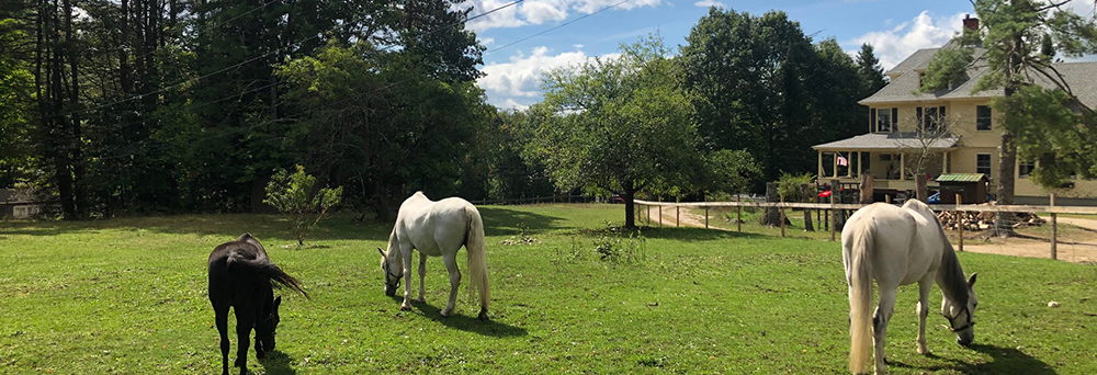 About Windcroft Stables